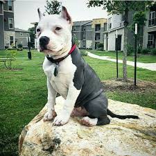 3:56 96 кбит/с 0.5 мб. Beautiful Pitbull Puppy Pitbull Terrier Beautiful Dogs American Pitbull Terrier
