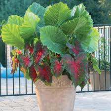 Where to plant your elephant ear bulbs: Upright Elephant Ears Caladium Red Flash Longfield Gardens