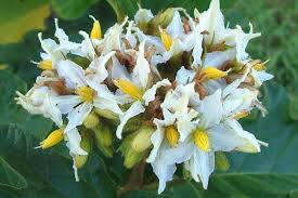 Image result for Solanum chrysotrichum