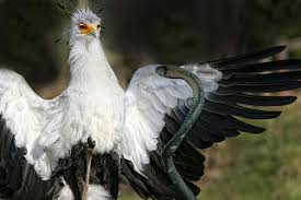 Pokemon Bird With Big Mouth Secretary Bird Real Life Pokemon Bird Bird Attack Photos Of The Week