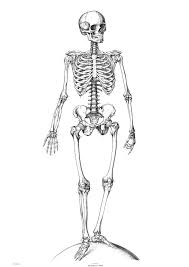 Free Printable Skeleton Coloring Pages For Kids Education Subject 366.16 kb, 1080 x 1485 free printable skeleton coloring pages