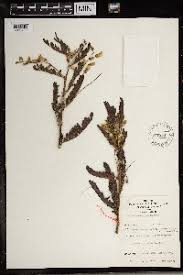 Image result for Sesbania goetzei