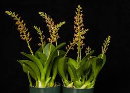 Image result for Liparis tridens