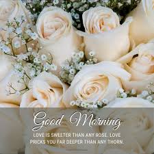 Maybe you would like to learn more about one of these? Lovely Good Morning Rose Images With Quotes