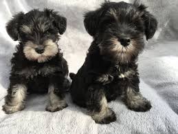 Maybe you would like to learn more about one of these? Beautiful Black Silver Miniature Schnauzer Pups Welwyn Garden City Hertfordshire Pets4homes