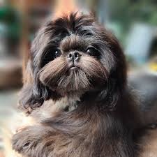 Determining shih tzu colors ~ there are 3 different types of noses in a shih tzu to determine pigment color. Princess Lullaby Shihtzu Posts Facebook
