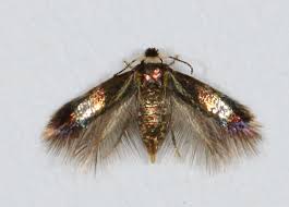 Image result for Stigmella speciosa