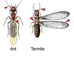 The leading termite protection system trusted by thousands of st petersburg homeowners. Services Couch S Pest Patrol