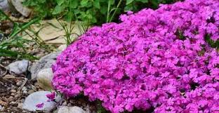 Check spelling or type a new query. 17 Great Ground Cover Plants For Full Sun Including Pictures Cover Full Great Ground Incl Full Sun Plants Ground Cover Plants Best Ground Cover Plants