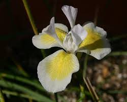 Image result for Moraea carsonii