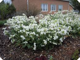 Image result for Arabis alpina