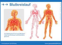 Der Blutkreislauf Des Menschlichen Korpers Verstandlich Erklart