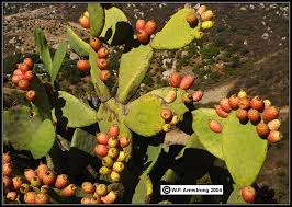 We say cacto and cactus. Nopales Tuna Photos