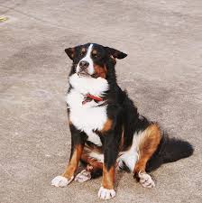 We did not find results for: 15 Reasons Why Bernese Mountain Dogs Are The Ideal Pets