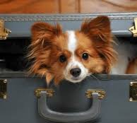 Appartement Blankenberge Te Huur