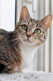 v samuyu luchshuyu semyu pristraivaetsya zelenoglazaya krasavica matilda kotenok v dobrye ruki kotenok kotyata koshki