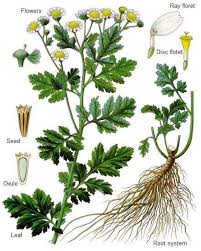 Image result for Parthenium