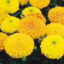 Image result for Tagetes erecta