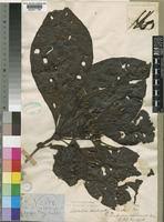 Image result for Leptactina