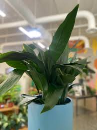 Image result for Aspidistra elatior