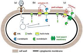 Get free shipping on qualified 6 breaker boxes or buy online pick up in store today in the electrical department. Antibiotics Free Full Text Engineering Of Phage Derived Lytic Enzymes Improving Their Potential As Antimicrobials Html