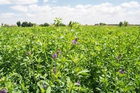 Image result for Medicago sativa