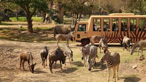 Kalau penasaran dengan harga tiket masuk ke taman safari prigen tak perlu khawatir. Harga Tiket Taman Safari Juli 2020