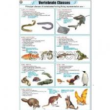 Vertebrate Classes Chart Zoology School Education