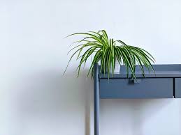 Here in singapore, we're a little tight on space and. 8 Indoor Plants That Will Purify Beautify Your Home Iswitch