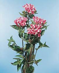 Image result for Bouvardia longiflora