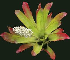 Image result for Aechmea mexicana
