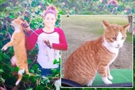 Check spelling or type a new query. Outrage After Vet Uses Bow And Arrow To Kill Feral Cat Which Was Actually Neighbour S Beloved Pet World News Mirror Online