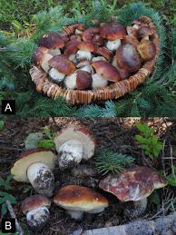 Image result for Boletus speciosus