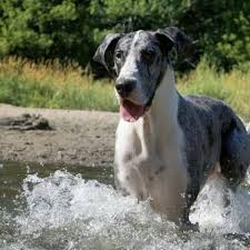 Great danes are the world's biggest lapdogs. Great Dane