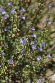 Image result for Salvia stenophylla