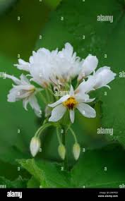 Image result for Sparrmannia ricinocarpa