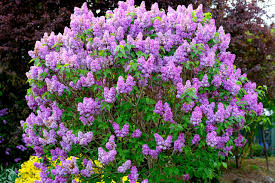 Purple coneflower (echinacea angustifolia) snapdragon (antirrhinum majus) *spike gayfeather. Deer Resistant Trees And Shrubs In Minneapolis Lawnstarter
