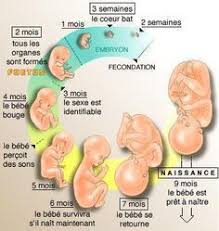 Quels sont les premiers signes qui annoncent une grossesse ? Signe De Grossesse