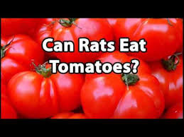 They'll even eat their own fecal. Can Rats Eat Tomatoes Youtube
