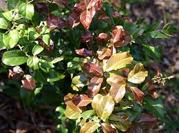 Image result for Embelia xylocarpa