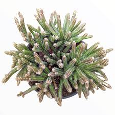 Image result for Rhipsalis baccifera