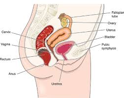 The following image below is a display of images that come from various sources. Dibujo Para Mostrar El Sistema Reproductor Femenino Y Las Relaciones Fisicas Entre Los Organos Reproductores Femeninos Y Otros Organos Abdominales Ilustraciones Vectoriales Clip Art Vectorizado Libre De Derechos Image 14742338