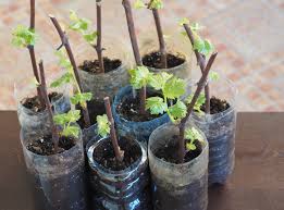 Image result for grapevine cuttings