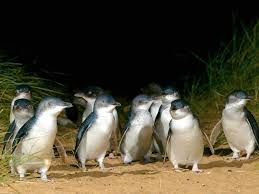Although melbourne is a vibrant city, you'd do yourself a disservice if you didn't get out and see at least a tiny bit of what regional here are a few destinations that are all easy day trips from melbourne. Live Penguin Tv Melbourne Concrete Playground Melbourne