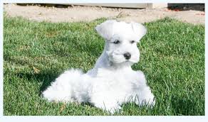 As with any dog breed, there are some health conditions to be aware of. The Anthony Robins Guide To Miniature Schnauzer For Sale Dog Breed