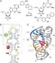 Tongue twisters to improve pronunciation in english. Light Controlled Twister Ribozyme With Single Molecule Detection Resolves Rna Function In Time And Space Pnas
