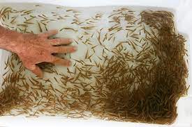 Coldwater fish, in the context of aquariums, refers to fish species that do not require a heater to remain within tolerable temperatures in a typical indoor aquarium. Feeder Fish