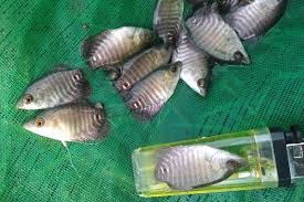 Bibit Ikan Gurame Unggul Dan Cara Budidaya Ikan Gurame Agar Cepat Besar Syahara Fish