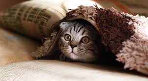 Despite the fact that cats can't have trisomy 21, they sometimes have the physical characteristics of down syndrome similar to humans. Can Cats Have Down Syndrome Feline Down Syndrome Like Conditions