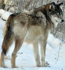 Pin By Amelia Scarlett On Wolves Wolf Life Wolf Photos Wolf Dog